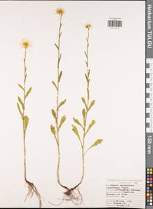 Нивяник обыкновенный, Поповник Lam., Восточная Европа, Центральный район (E4) (Россия)