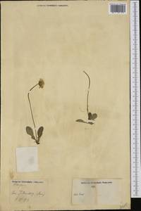 Crepis albida Vill., Западная Европа (EUR) (Италия)
