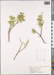 Pemphis acidula J. R. Forst. & G. Forst., Африка (AFR) (Танзания)