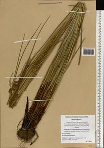 Ситник развесистый L., Восточная Европа, Северо-Западный район (E2) (Россия)