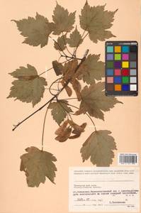 Клен бородатый Maxim., Сибирь, Дальний Восток (S6) (Россия)