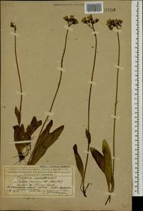 Pilosella aurantiaca subsp. aurantiaca, Восточная Европа, Северный район (E1) (Россия)