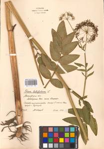 Поручейник широколистный L., Восточная Европа, Московская область и Москва (E4a) (Россия)