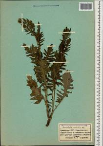 Klasea radiata subsp. radiata, Кавказ, Армения (K5) (Армения)