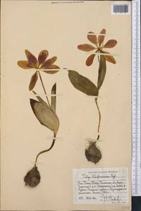 Тюльпан Грейга Regel, Средняя Азия и Казахстан, Западный Тянь-Шань и Каратау (M3) (Узбекистан)