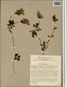 Scutellaria pontica K.Koch, Кавказ, Абхазия (K4a) (Абхазия)