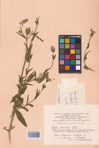 Дрема белая (Mill.) Greuter & Burdet, Восточная Европа, Ростовская область (E12a) (Россия)