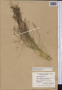 Полевица шероховатая Willd., Америка (AMER) (Канада)