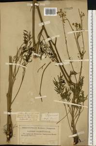 Морковник обыкновенный (L.) Schinz & Thell., Восточная Европа, Нижневолжский район (E9) (Россия)