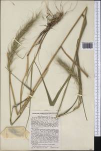 Elymus canadensis L., Америка (AMER) (США)