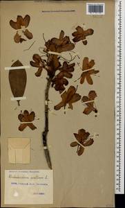 Рододендрон понтийский L., Кавказ, Грузия (K4) (Грузия)
