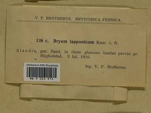 Ptychostomum salinum (I. Hagen ex Limpr.) J.R. Spence, Гербарий мохообразных, Мхи - Западная Европа (BEu) (Финляндия)