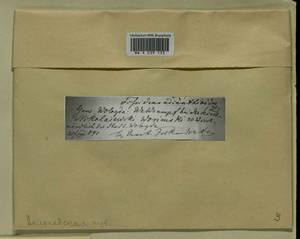 Fissidens adianthoides Hedw., Гербарий мохообразных, Мхи - Архангельская и Вологодская области, Коми, Ненецкий АО (B7) (Россия)