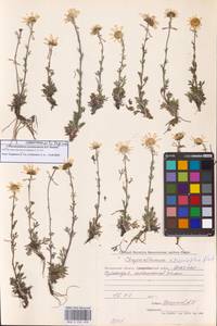 Chrysanthemum zawadzkii subsp. peleiolepis (Trautv.) Zuev, Сибирь, Чукотка и Камчатка (S7) (Россия)