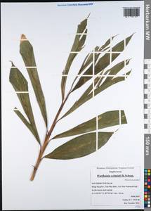 Wurfbainia schmidtii (K.Schum.) Škorničk. & A.D.Poulsen, Зарубежная Азия (ASIA) (Вьетнам)