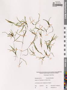 Рдест Фриза, Рдест Фриса Rupr., Сибирь, Чукотка и Камчатка (S7) (Россия)