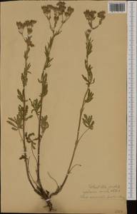 Лапчатка стоповидная Willd., Западная Европа (EUR) (Италия)
