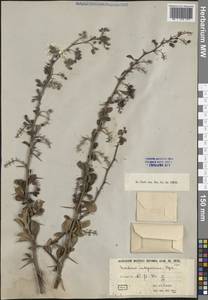 Барбарис цельнокрайний Bunge, Зарубежная Азия (ASIA) (КНР)