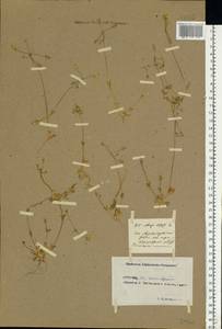 Костенец зонтичный L., Восточная Европа, Ростовская область (E12a) (Россия)