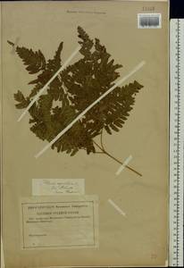 Pteridium aquilinum subsp. pinetorum (C. N. Page & R. R. Mill) J. A. Thomson, Восточная Европа, Средневолжский район (E8) (Россия)