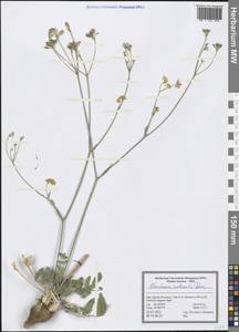 Stenotaenia nudicaulis Boiss., Зарубежная Азия (ASIA) (Иран)