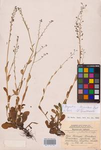 Незабудка стелющаяся Host, Восточная Европа, Северный район (E1) (Россия)