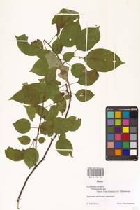 Яблоня, Восточная Европа, Центральный район (E4) (Россия)