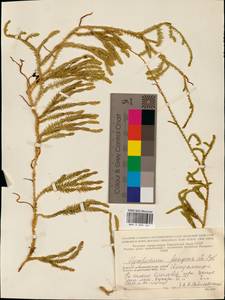 Spinulum annotinum subsp. dubium (Zoëga) J.H.Xue, Chepinoga & K.P.Ma, Восточная Европа, Северный район (E1) (Россия)
