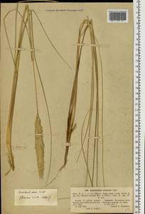 Calamagrostis arenaria (L.) Roth, Восточная Европа, Латвия (E2b) (Латвия)