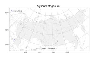 Alyssum strigosum, Бурачок щетинистый Banks & Sol., Атлас флоры России (FLORUS) (Россия)