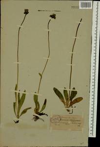 Pilosella blyttiana (Fr.) F. W. Schultz & Sch. Bip., Восточная Европа, Северо-Западный район (E2) (Россия)