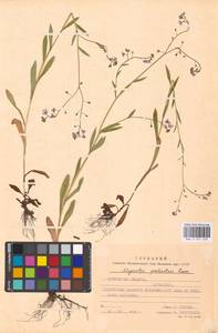 Незабудка скорпионовидная L., Восточная Европа, Московская область и Москва (E4a) (Россия)