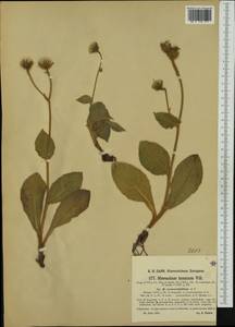 Hieracium coronarifolium Arv.-Touv., Западная Европа (EUR) (Франция)