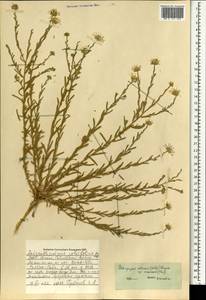 Aster altaicus Willd., Монголия (MONG) (Монголия)