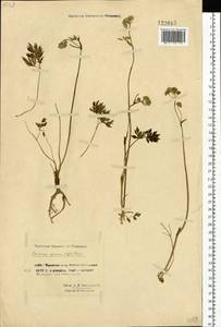 Тилингия аянская Regel & Tiling, Сибирь, Чукотка и Камчатка (S7) (Россия)