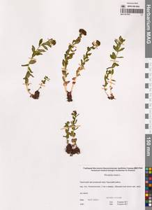 Родиола розовая, Золотой корень L., Сибирь, Чукотка и Камчатка (S7) (Россия)