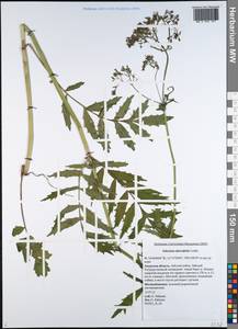 Валериана очереднолистная Ledeb., Сибирь, Дальний Восток (S6) (Россия)