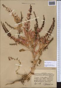 Blitum virgatum subsp. virgatum, Средняя Азия и Казахстан, Западный Тянь-Шань и Каратау (M3) (Узбекистан)