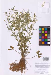 Лютик ядовитый L., Восточная Европа, Московская область и Москва (E4a) (Россия)