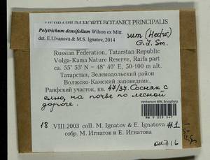 Polytrichum densifolium Wilson ex Mitt., Гербарий мохообразных, Мхи - Среднее Поволжье (B9) (Россия)