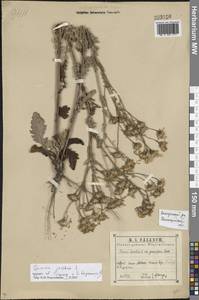 Якобея обыкновенная, Восточная Европа, Волжско-Камский район (E7) (Россия)