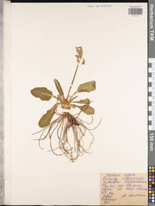 Primula veris subsp. veris, Восточная Европа, Центральный район (E4) (Россия)