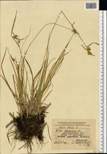 Осока желтая L., Восточная Европа, Белоруссия (E3a) (Белоруссия)