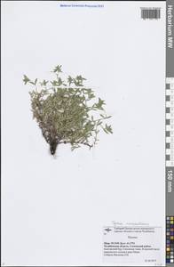 Thymus pannonicus All., Восточная Европа, Восточный район (E10) (Россия)
