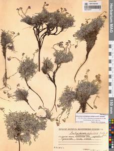 Незабудочник охотский Yurtseva & Khokhr., Сибирь, Чукотка и Камчатка (S7) (Россия)