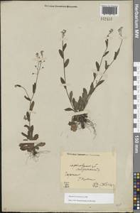 Незабудка полевая (L.) Hill, Восточная Европа, Северо-Украинский район (E11) (Украина)