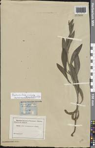 Phalacrachaena inuloides (Fisch. ex Nyman) Iljin, Восточная Европа, Нижневолжский район (E9) (Россия)