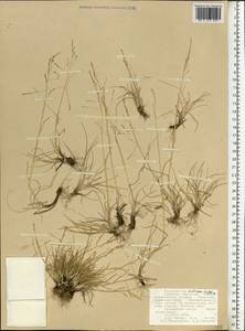 Puccinellia capillaris subsp. pulvinata (Fr.) Tzvelev, Восточная Европа, Северный район (E1) (Россия)