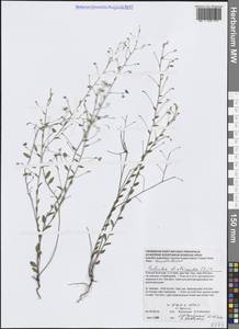 Evolvulus alsinoides (L.) L., Зарубежная Азия (ASIA) (Вьетнам)