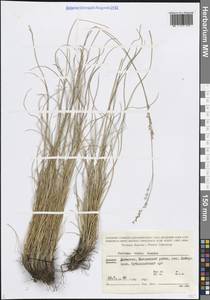 Овсяница разноцветная Haenke, Кавказ, Армения (K5) (Армения)